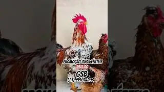 GALINHA SERTANEJO BAL&Atilde;O 🎈 #gsb #galinhacaipira #galinhasertanejabalao