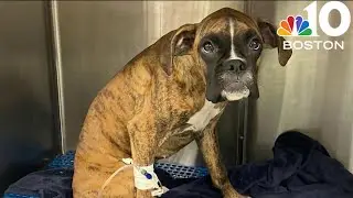 Puppy dies after ingesting rat poison