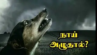 நாய் அழுதால் என்ன நடக்கும்| சித்து அம்பலம்| #சித்தர்கள் #பட்டினத்தார்