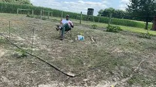 Вот как я выращиваю тыквы на Хэллоуин.