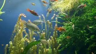 Fish In Sea [Royalty-free] [Stock footage]