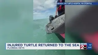 Injured turtle returned to the sea