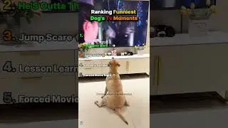 Ranking Dog's Funniest TV Reactions 😱 #shorts #dog