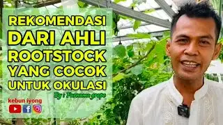 Kekurangan dan Kelebihan Rootstock untuk Type Okulasi yang Tepat || #anggur #berkebun