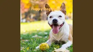 Happy Calm Dogs