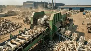 Inside the Toothpaste Factory | From Animal Bones to Minty Paste (Complete Manufacturing Process)