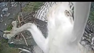 Young Osprey caught on the electric wire~Osprey NestCAM