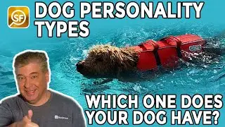 Dog Personality Types: Which One Does Your Pooch Have?