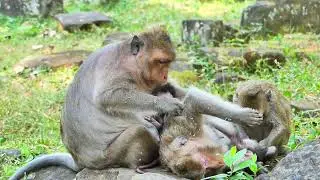 Jinx monkey and her baby , She rest for baby feed milk , After need to body massage