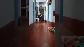 Rusho is Playing 🥰#youtubeshorts#labrador#dog#trendingshorts#playing#love#care
