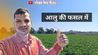 आलु  की फसल मे।  aalu ke fasl me shoot 