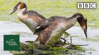 Our spring wildlife webcams live! 🐤🦊🐿 - Sun 7 June Late - Springwatch - BBC