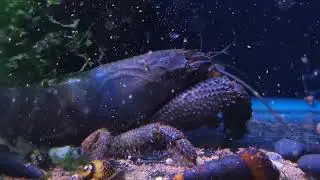 The largest vampire shrimp we have ever seen!