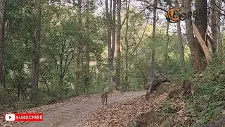 Paaro | Dhikala Queen | Durgadevi Zone | Corbett National Park | Jungle Safari