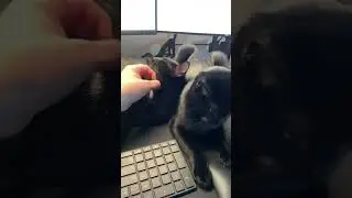 🐾 Can You Work in These Conditions? | Cat Office Takeover 😹💻