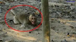Poor orphaned monkey Mona get angry and crying loudly