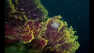 Plong&eacute;e 60m superbes #gorgone #gorgonocephale #menton #palmesbeach #4k #owda #mediterranee #deepdive