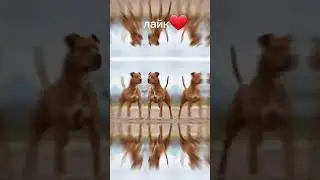 собаки❤