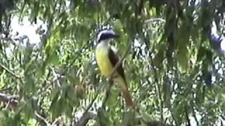 kiskadee calling