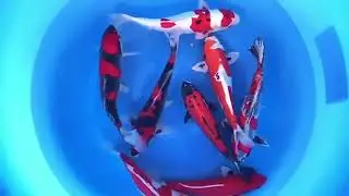 Японски шаран Koi Selected 33&ndash;38 cm &ndash; Внос от ЯПОНИЯ