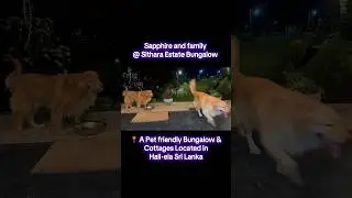 Sithara Estate Bungalow 💎🐶❤️ #foryou #goldenretreivers #dalmatians #petfriendlyresorts #pets