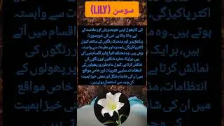 Lily flower information! #flowers #quote #lilyflower #flowersshorts #information