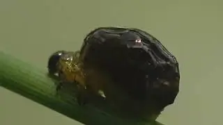 hat's a fecal shield made of mucus and frass. Insect for stockvideo (Macro shot)