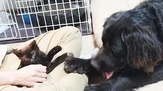 保護した子猫にヤキモチをやく大型犬！反撃のさりげなさに定評のあるねねこ！