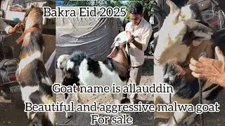 Aggressive and beautiful allauddin malwa goat for sale at Bandra terminus. Bakra Eid 2025.