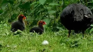 Coots and Chicks
