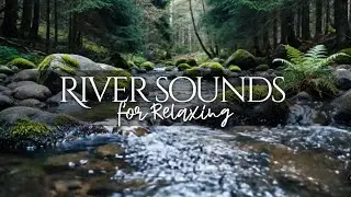 Sounds of Majestic Forest, Calm Flow of River in Forest, Melodious chirping of Birds ASMR