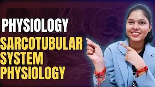 Sarcotubular System|| Excitation-Contraction Coupling|| Nerve Muscle Physiology | hindi |