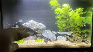 Unheated Isopod tank 5g day 1 starting the cycle