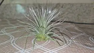 Tillandsia tectorum DRYING TIMELAPSE