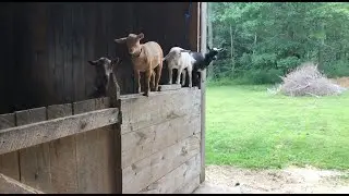 3 Naughty Goat Kids