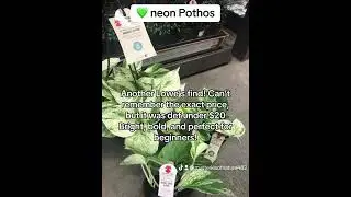 🪴 5 Affordable beginner plants you can find at big box stores (w/ Prices)