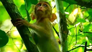 [ ELPIDA LIFE] POOR BABY MONKEY SO HUNGRY TRY MOVE FOOD ON TREE @NewsBabyMonkey