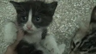 Rescued Tiny Kitten Abandoned By Mother And Feral Kitten Bring Him Here