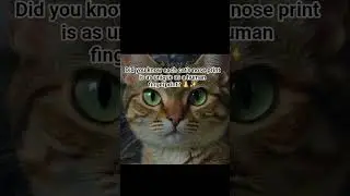 part 7 || DID YOU KNOW?? #cat #funny #aicats #cute #animalyoutube