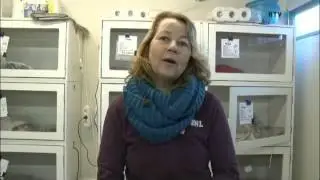Aukeline verzorgt egels