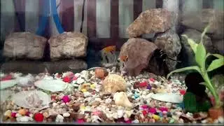 Beautiful Creative Idea Aquarium...