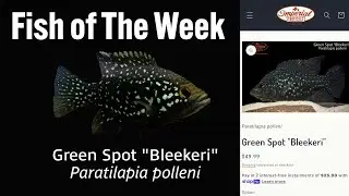 🌟🐟 Fish of the Week: Green Spot Bleekeri  Paratilapia polleni  #imperialtropicals #Greenspotbleekeri
