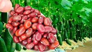 ПОДСЫПАЛ ПОД ОГУРЦЫ В ИЮЛЕ, УРОЖАЙ ВЛУПИЛ КАК БЕШЕНЫЙ ПРЁТ БЕЗ ОСТАНОВКИ! НАРАСТАЮТ ТОННАМИ!