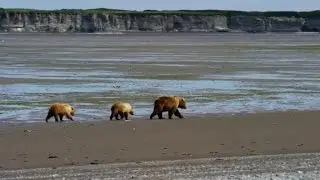 Increase in deadly bear attacks in Alaska