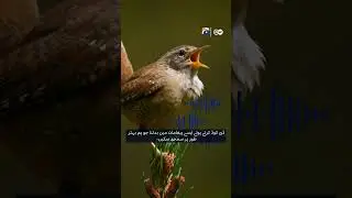 Can AI help us speak to animals?? | Geo Digital