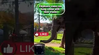 Top 5 Animals With Surprising Musical Talents