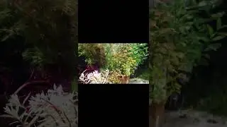 Aquascape plants (#dutch) #music #dutch #aquarium #aquascaping #love