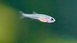 B&eacute;b&eacute;s Rasbora Galaxy (Microrasbora Galaxy babies)
