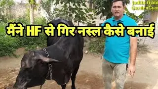 मैंने HF से गिर नस्ल कैसे बनाई //बाहरी नस्ल की गाय से देशी गोसंवर्धन कैसे करें //