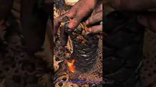 Traditional Pine Nut Roasting: Fire Method for Edible Nuts
